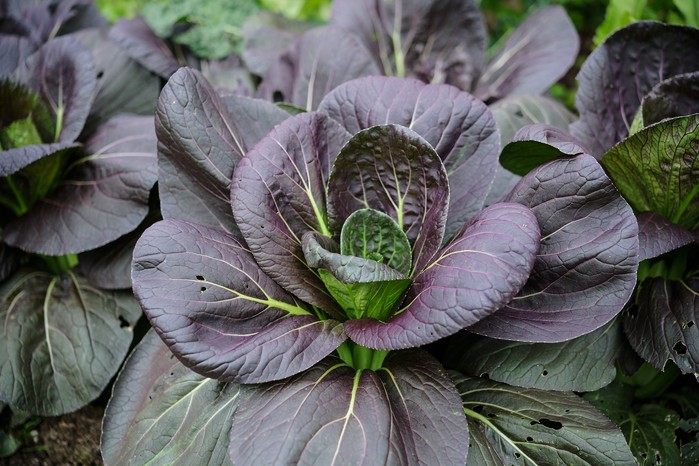 Pak choi 'Rubi F1'