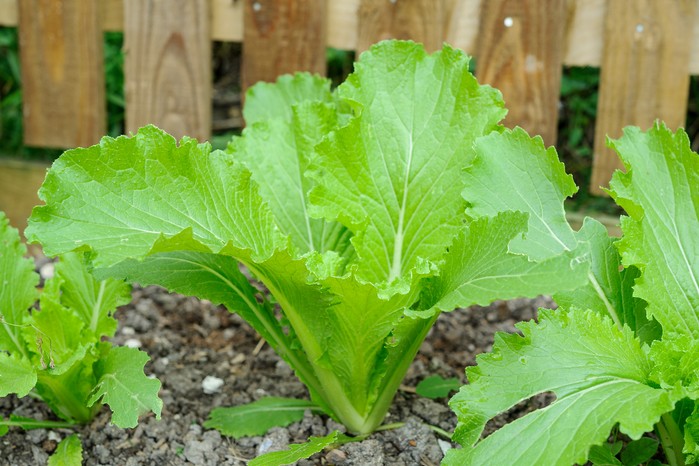 Chinese cabbage