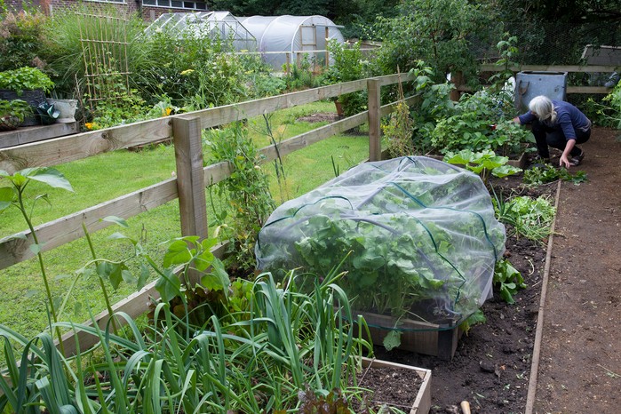 Protection netting on brassica bed