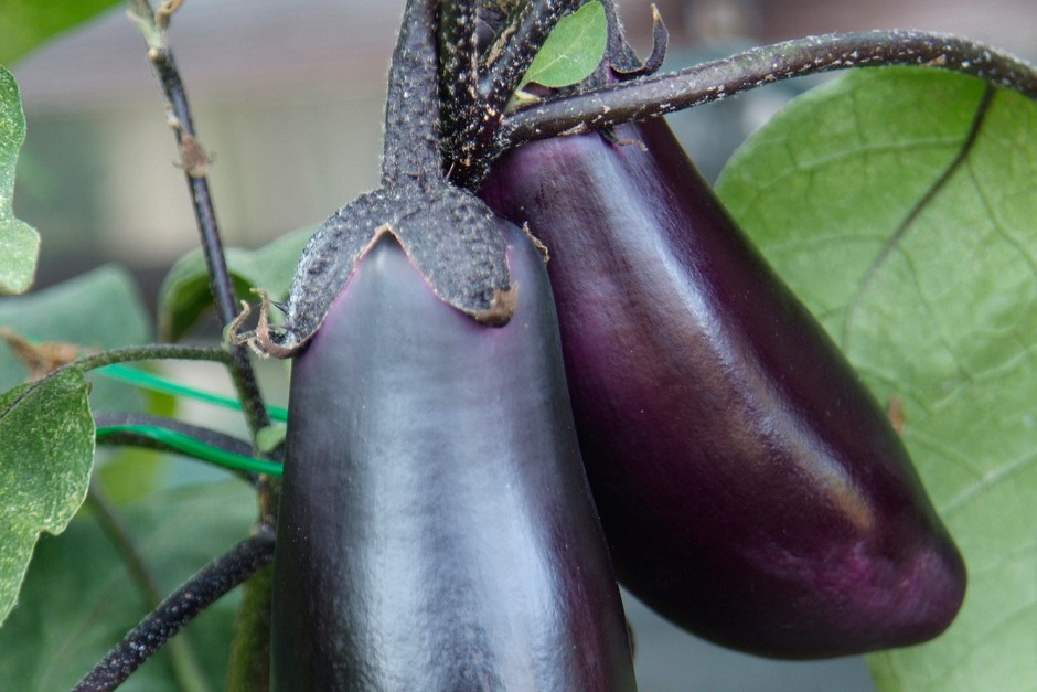 Aubergines