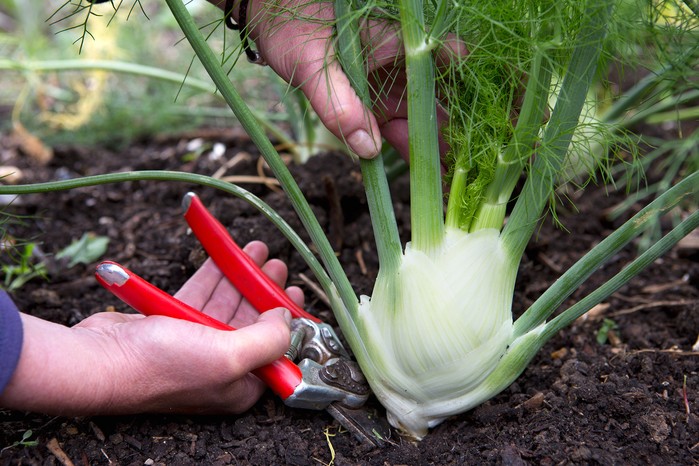 Harvesting Florence fennel Harvesting Florence fennel