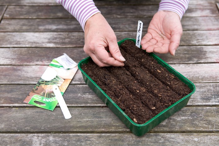 Sowing celeriac seeds Sowing celeriac seeds