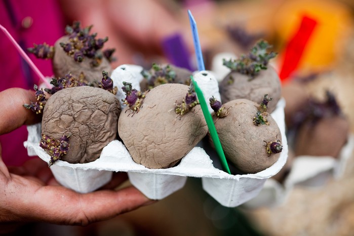 Chitting potatoes Chitting potatoes
