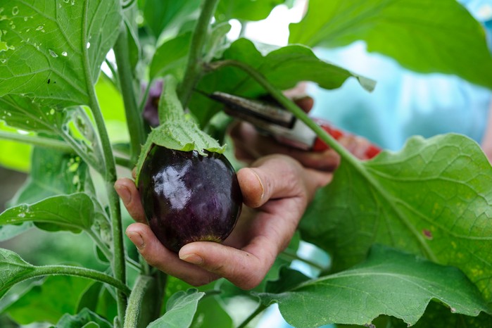 Harvesting aubergines
