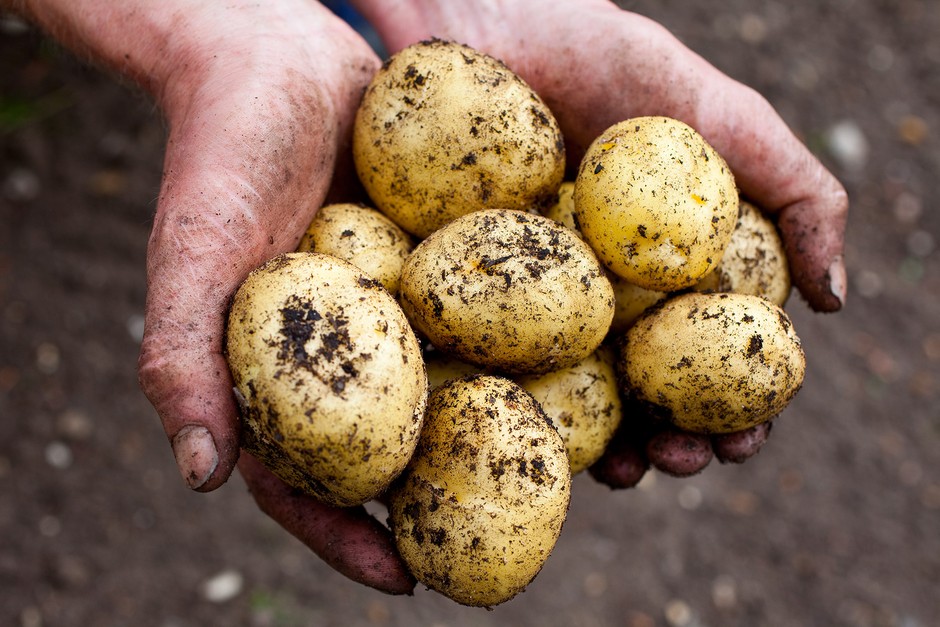 How to grow potatoes How to grow potatoes
