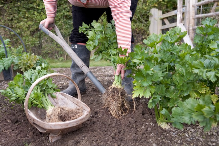 Pulling up celeriac Pulling up celeriac