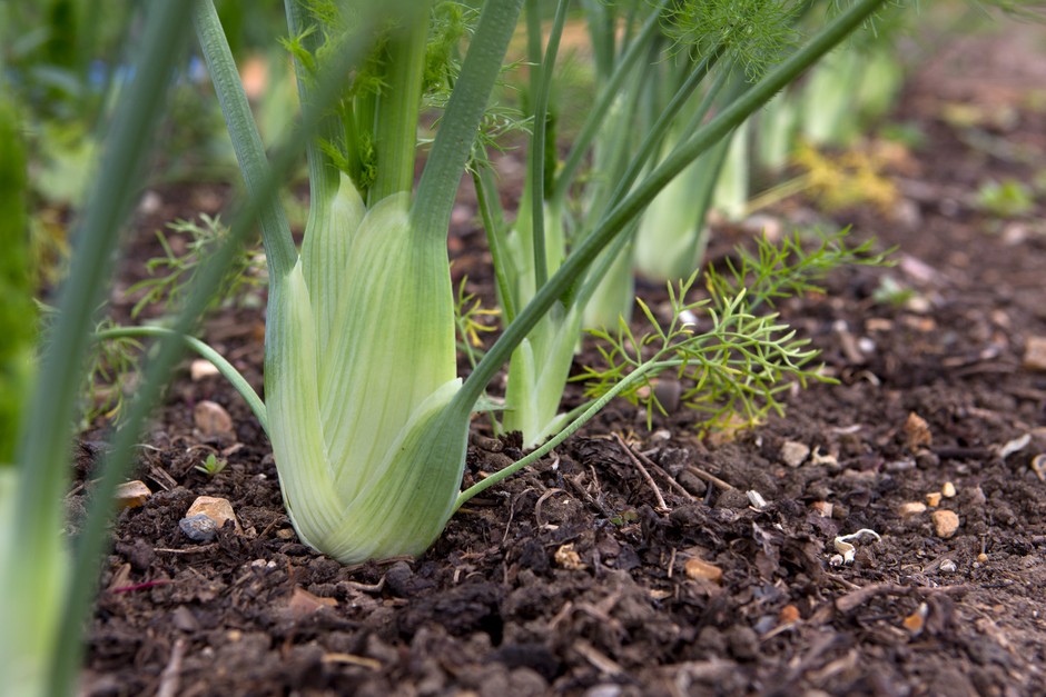 Florence Fennel – Grow Guide Florence Fennel
