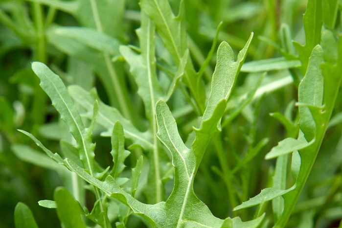 Rocket leaves