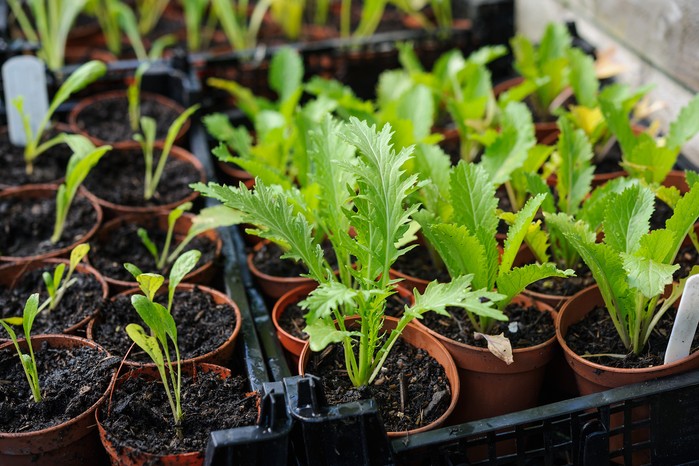 Mustard greens in a cold frame