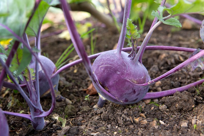 Purple kohlrabi, ready to harvest