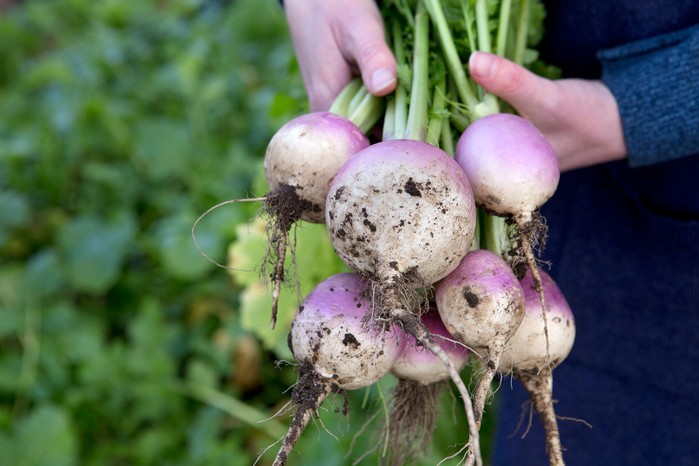 Freshly harvested turnips
