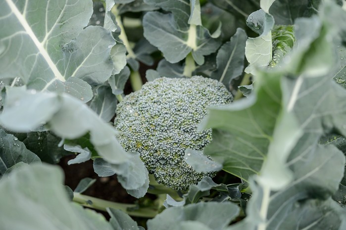 Broccoli 'Green Magic'